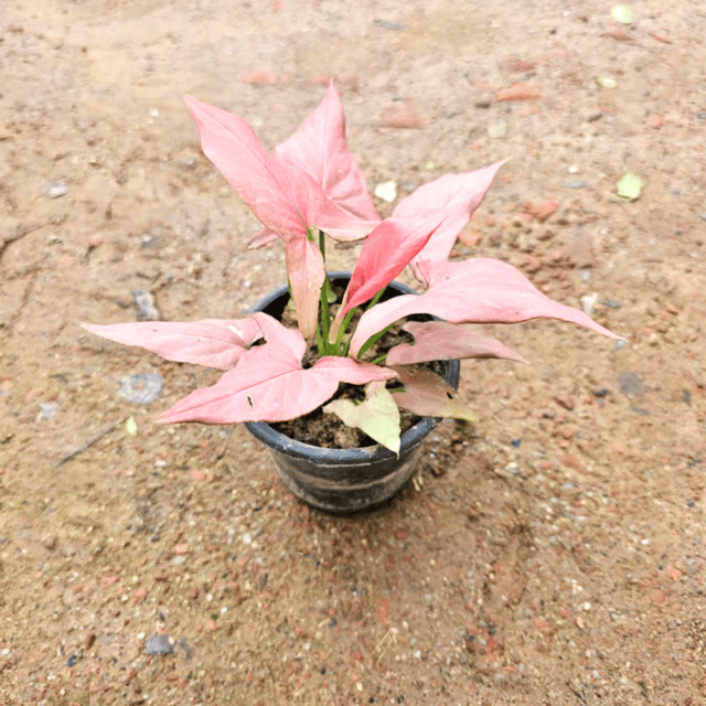 Syngonium Arrowhead Pink in 4 Inch Nursery Pot