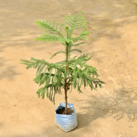 Araucaria / Christmas Tree in 6 Inch Nursery Bag