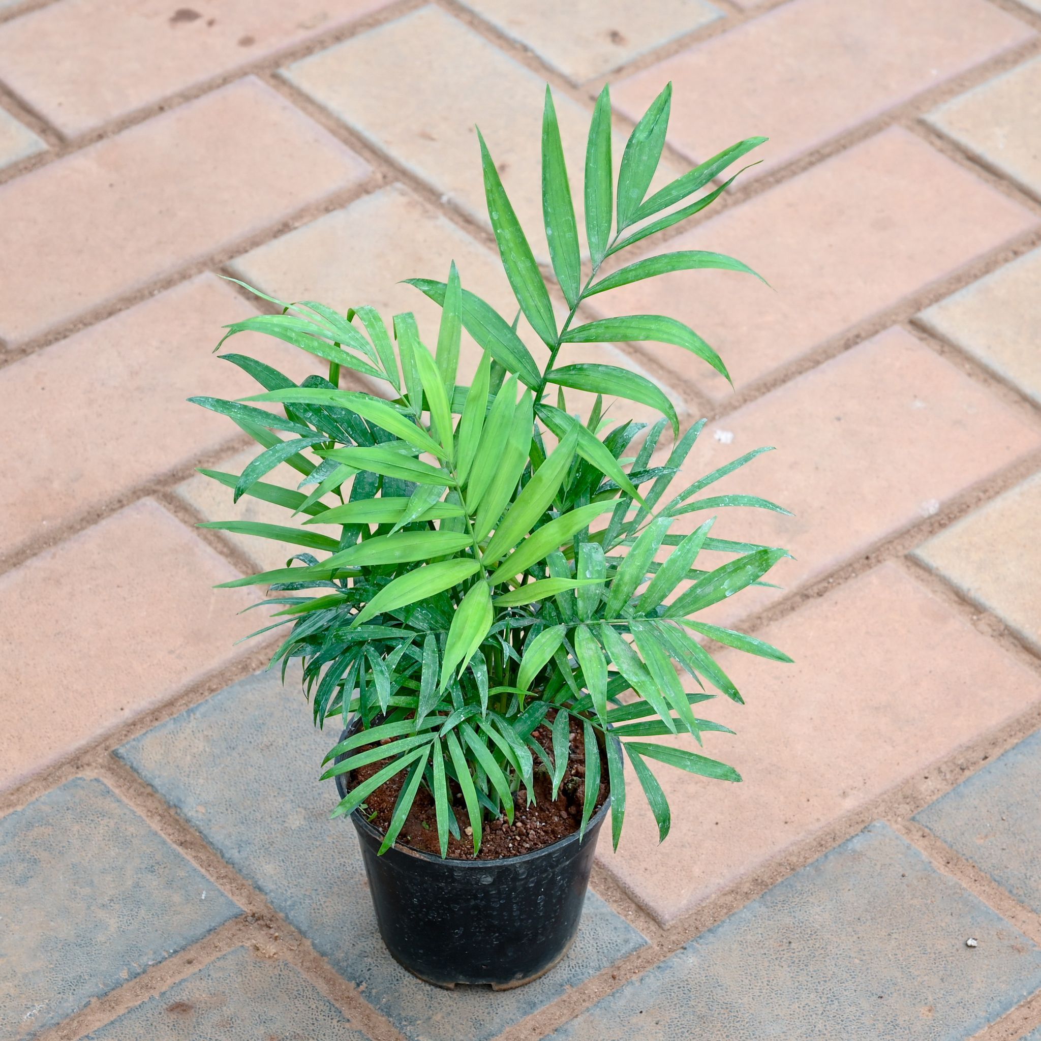 Chamaedorea Palm in 4 Inch Nursery Pot
