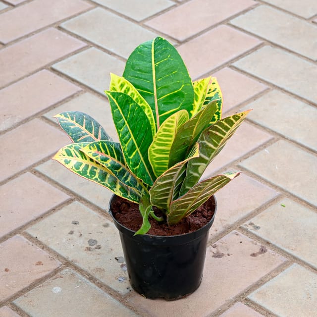 Croton Petra in 5 Inch Nursery Pot