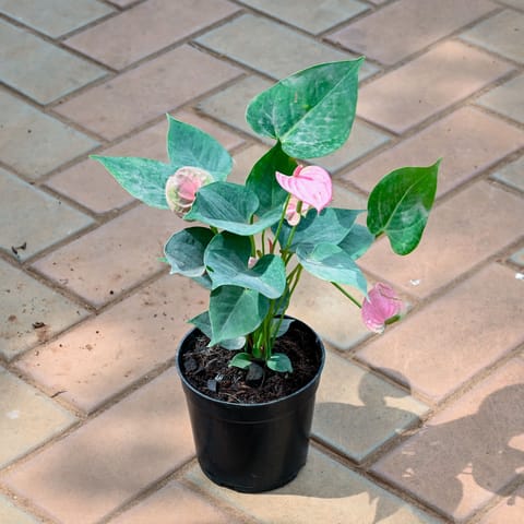 Anthurium Pink in 5 Inch Nursery Pot