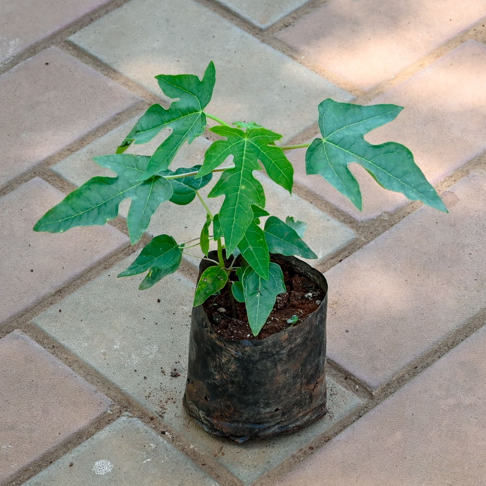 Papaya Plant in 4 Inch Nursery Bag