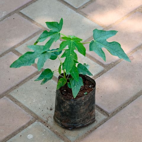 Papaya Plant in 4 Inch Nursery Bag