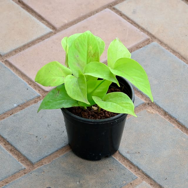 Money Plant Golden in 4 Inch Nursery Pot