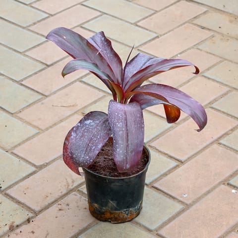 Dracaena Rosea in 5 Inch Nursery Pot