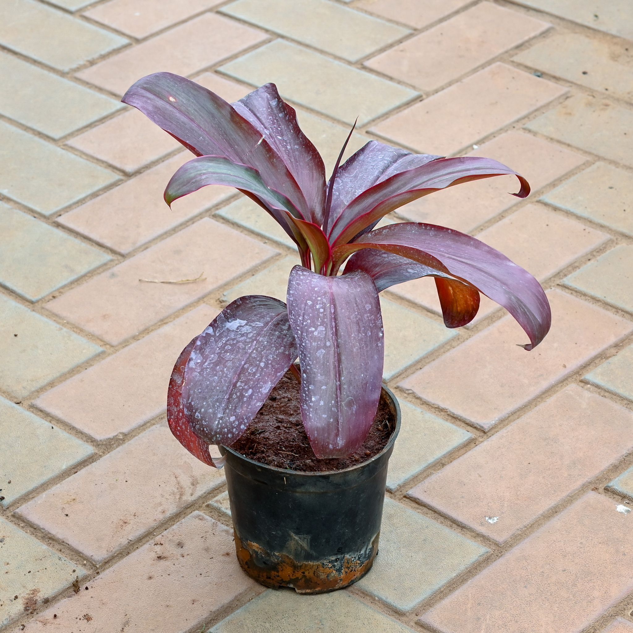 Dracaena Rosea in 5 Inch Nursery Pot