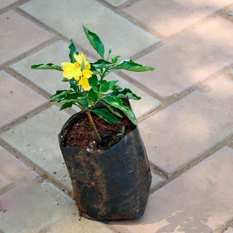 Crossandra / Kanakambaram Orange in 4 Inch Nursery Bag