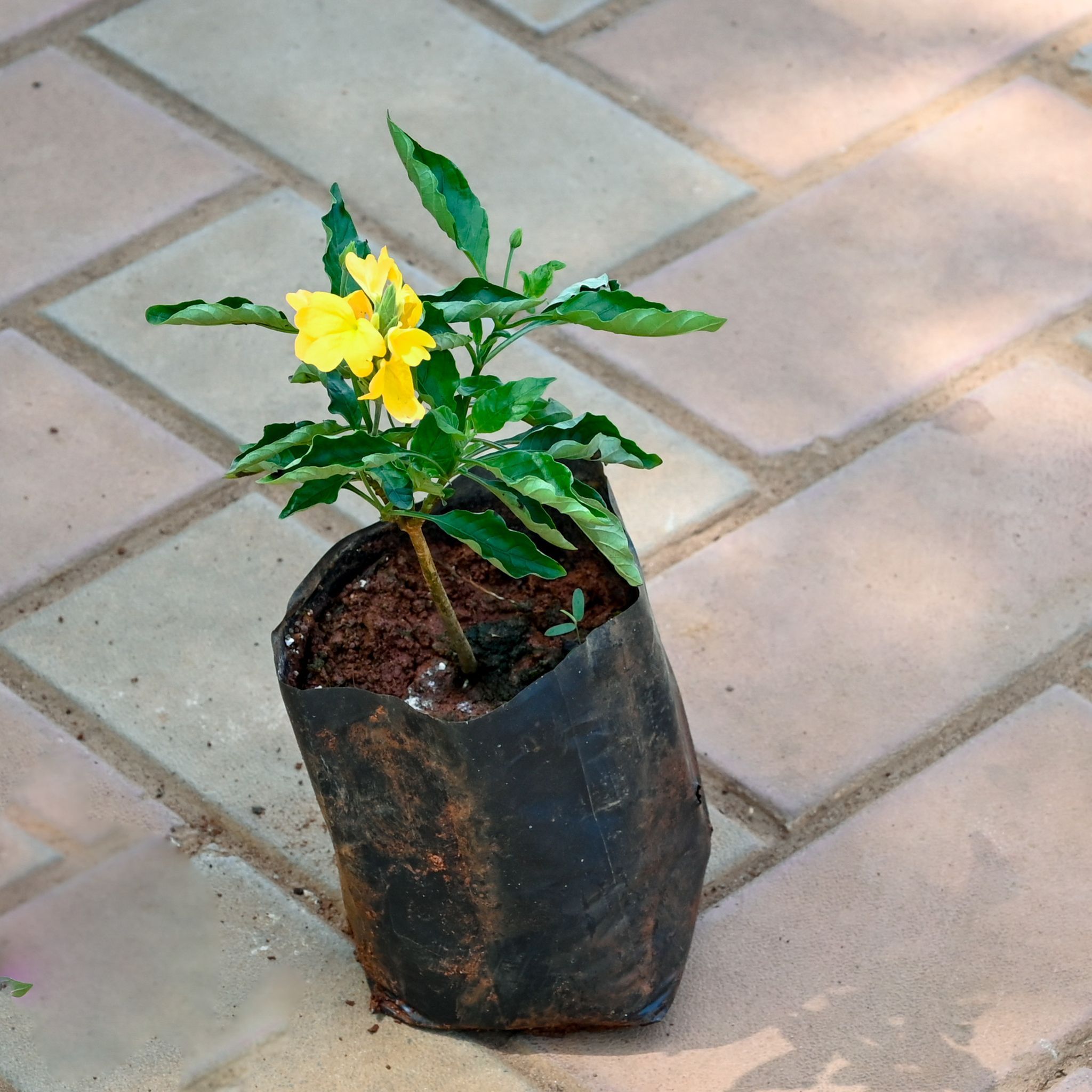Crossandra / Kanakambaram Orange in 4 Inch Nursery Bag