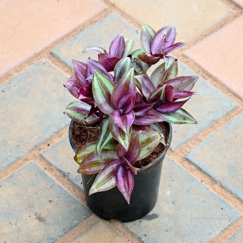 Wandering Jew in 4 Inch Nursery Pot