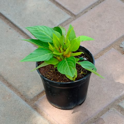 Celosia / Cockscomb Yellow in 4 Inch Nursery Pot