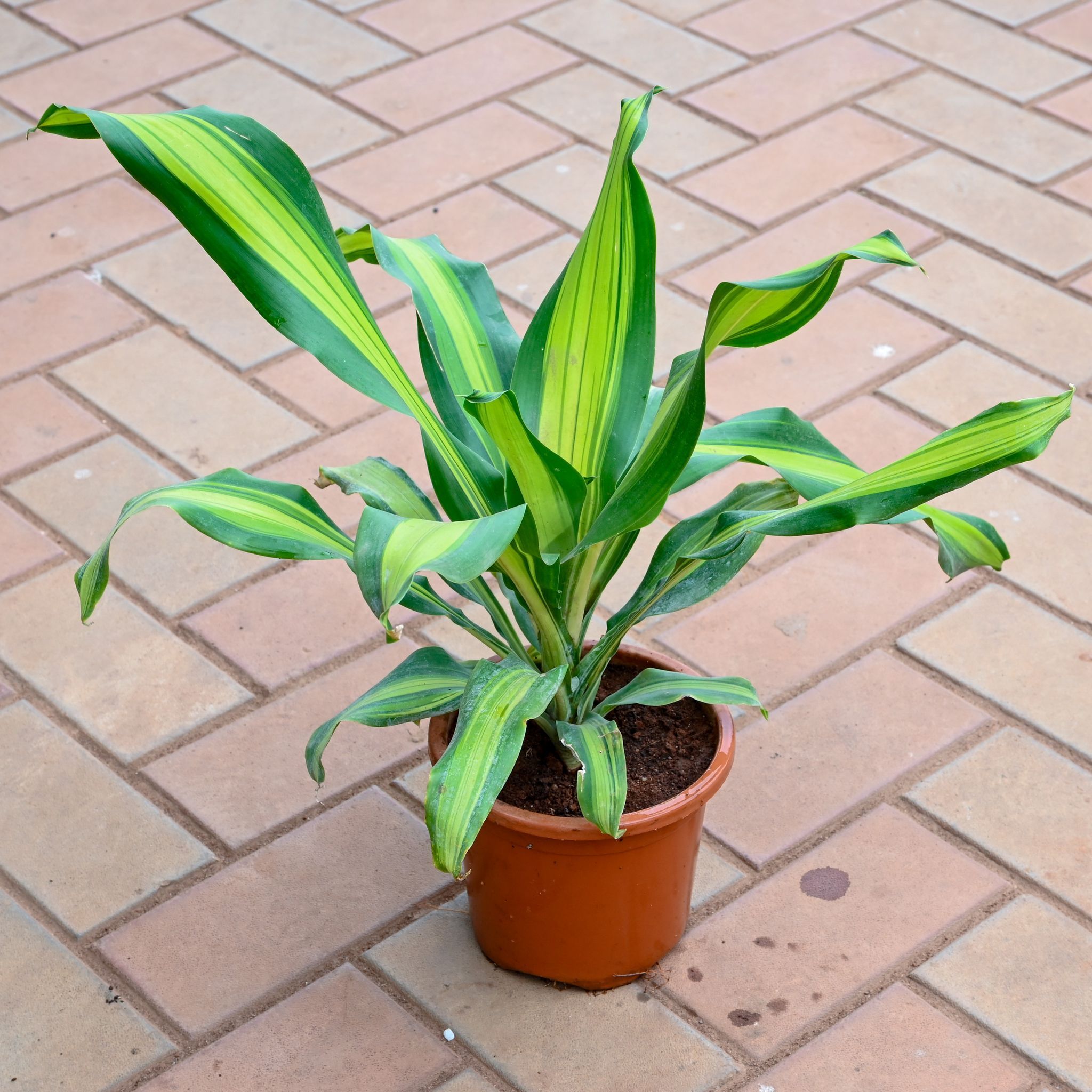 Dracaena Victoria in 8 Inch Nursery Pot