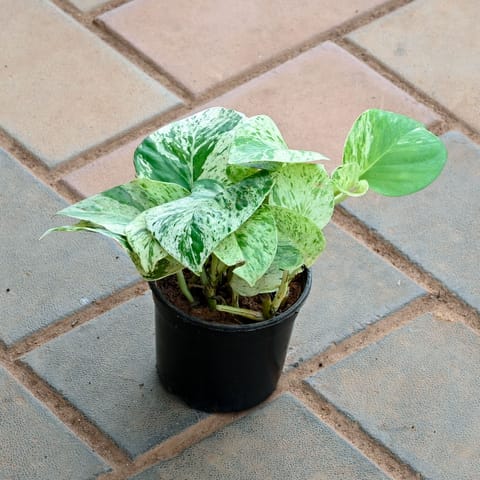 Money Plant Marble in 4 Inch Nursery Pot
