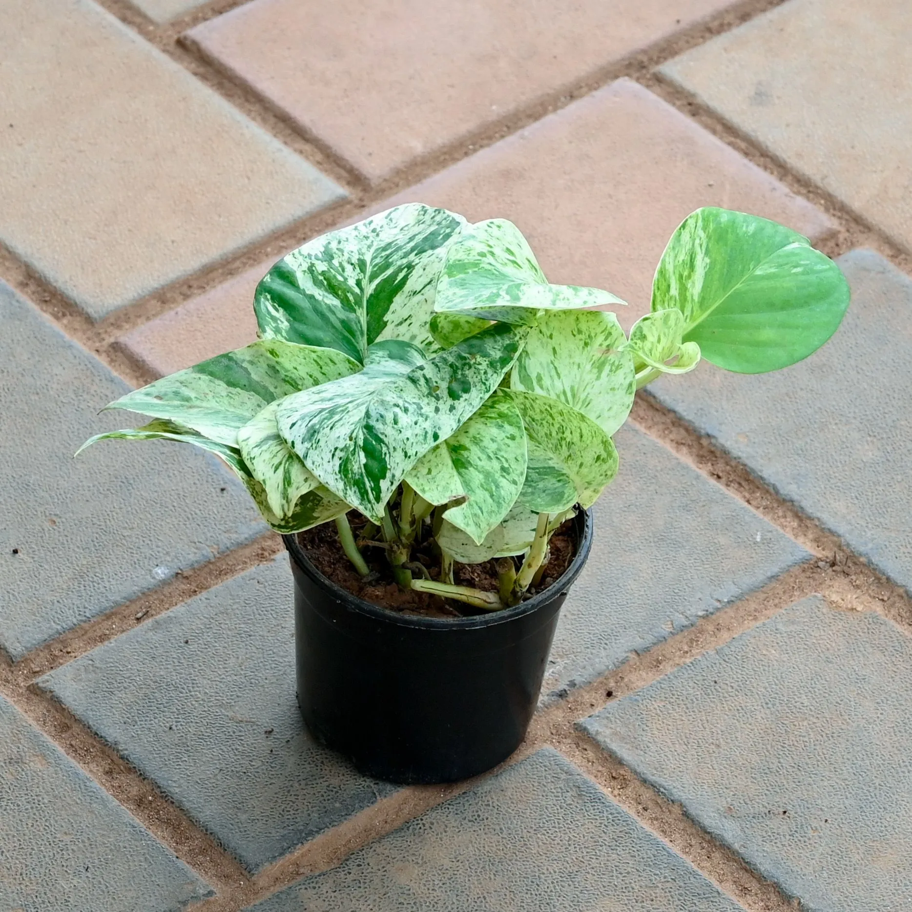 Money Plant Marble in 4 Inch Nursery Pot