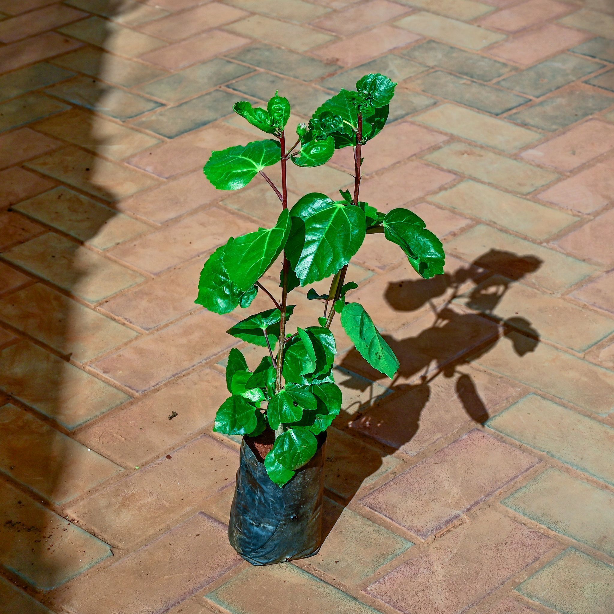 Hibiscus / Gudhal (any colour) in 4 Inch Nursery Bag