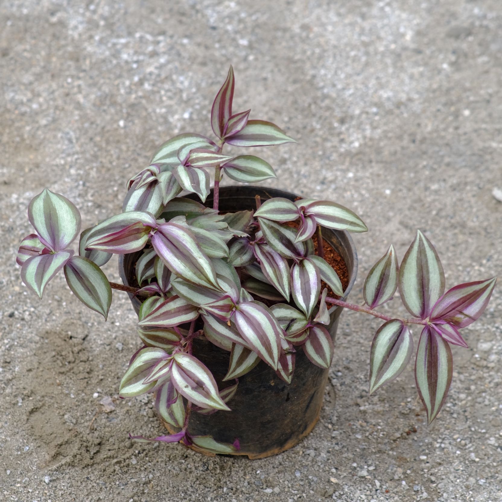 Wandering Jew in 4 Inch Nursery Pot