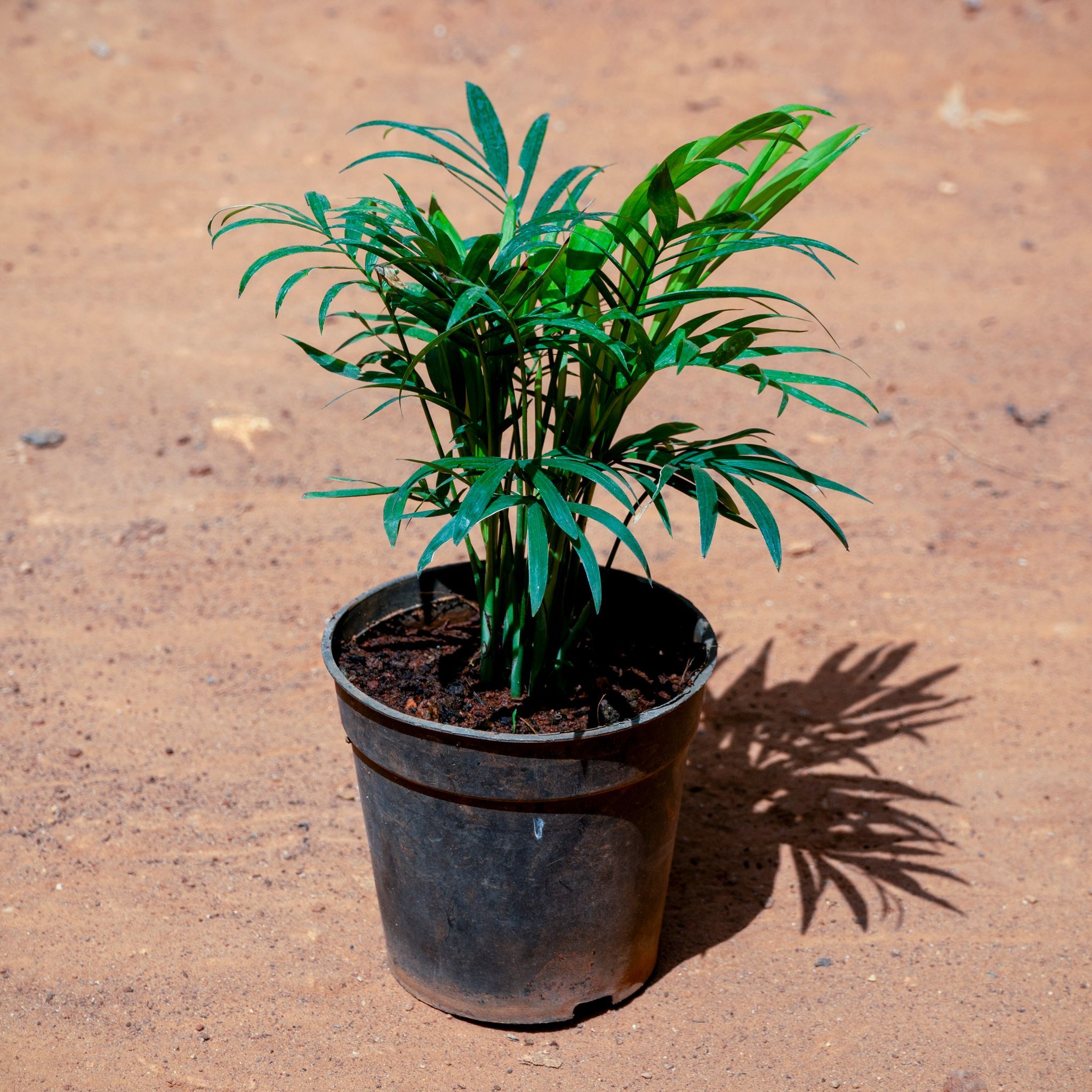 Chamaedorea Palm in 4 Inch Nursery Pot