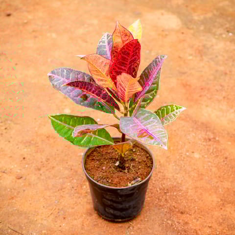 Croton Petra in 5 Inch Nursery Pot