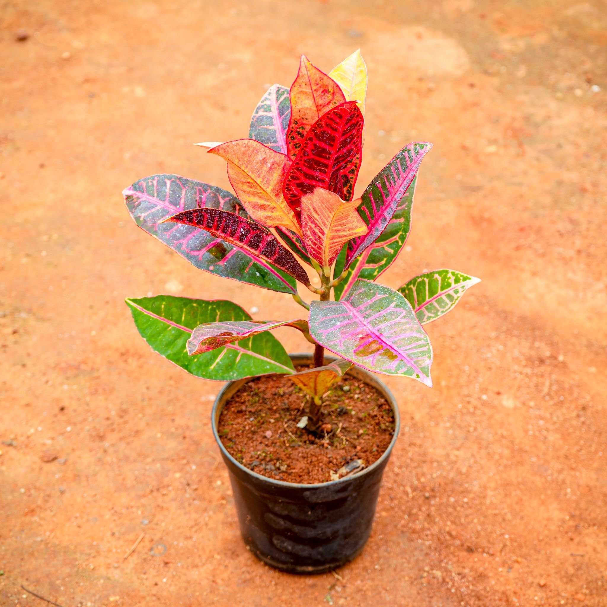 Croton Petra in 5 Inch Nursery Pot