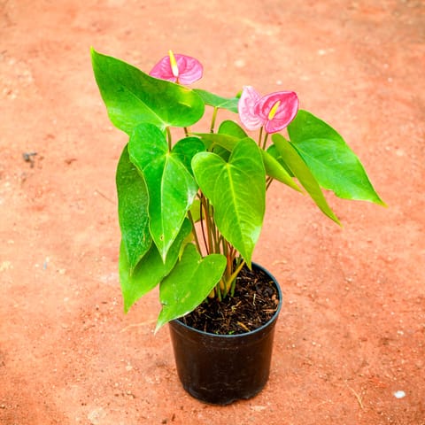 Anthurium Pink in 5 Inch Nursery Pot