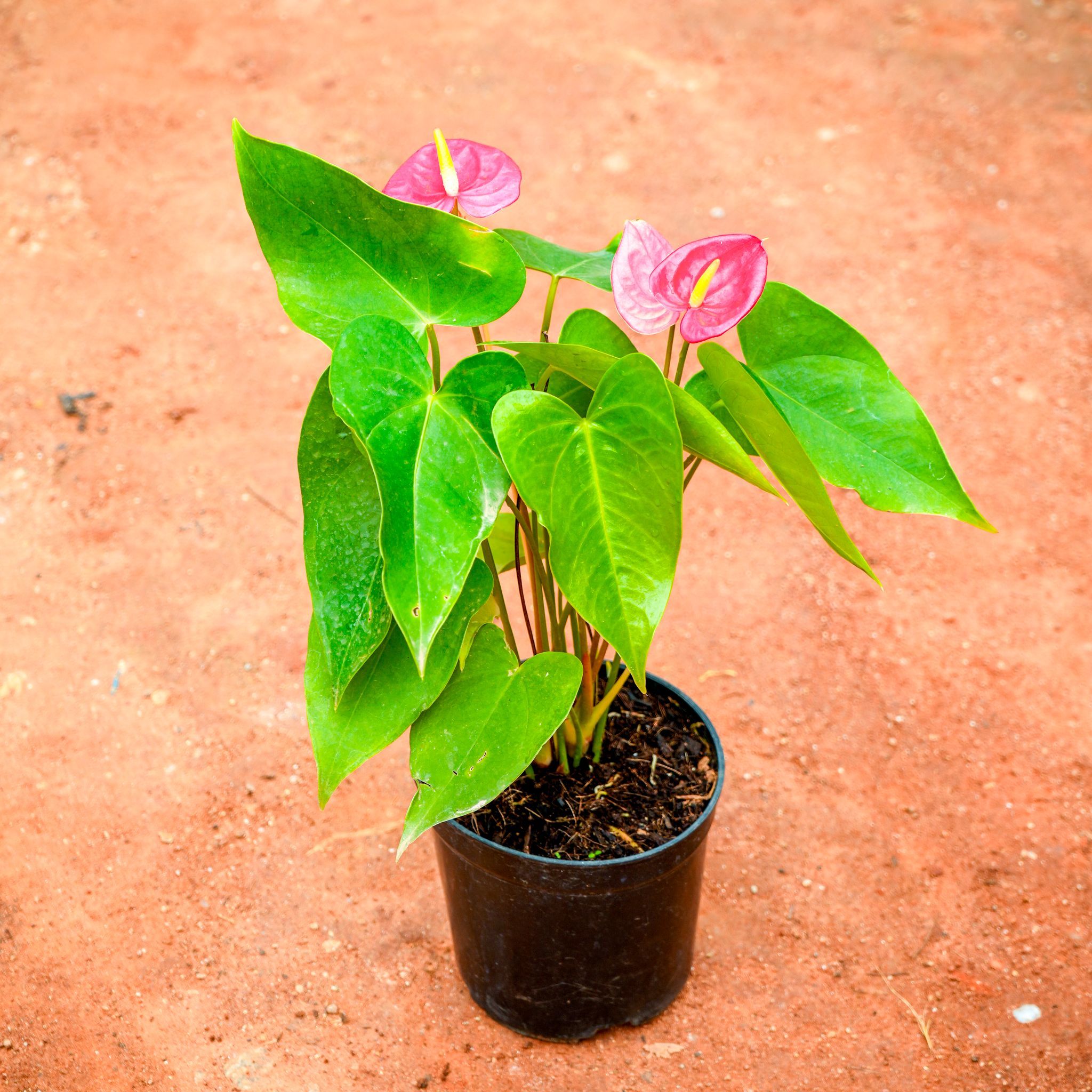 Anthurium Pink in 5 Inch Nursery Pot