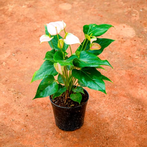 Anthurium White in 5 Inch Nursery Pot