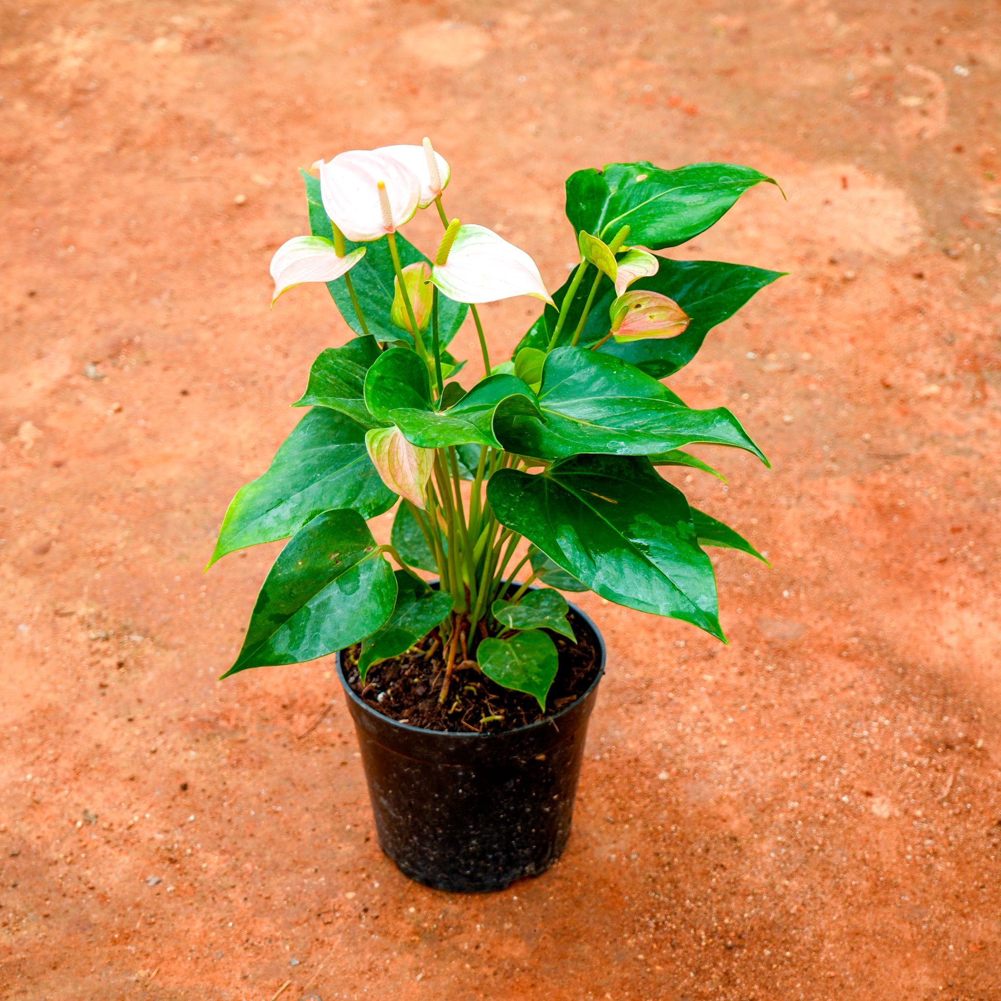 Anthurium White in 5 Inch Nursery Pot