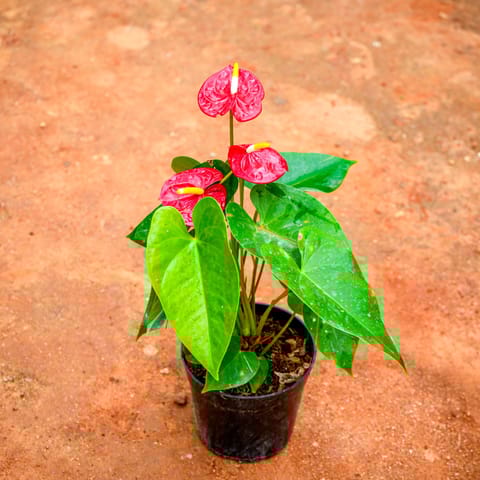 Anthurium Red in 5 Inch Nursery Pot