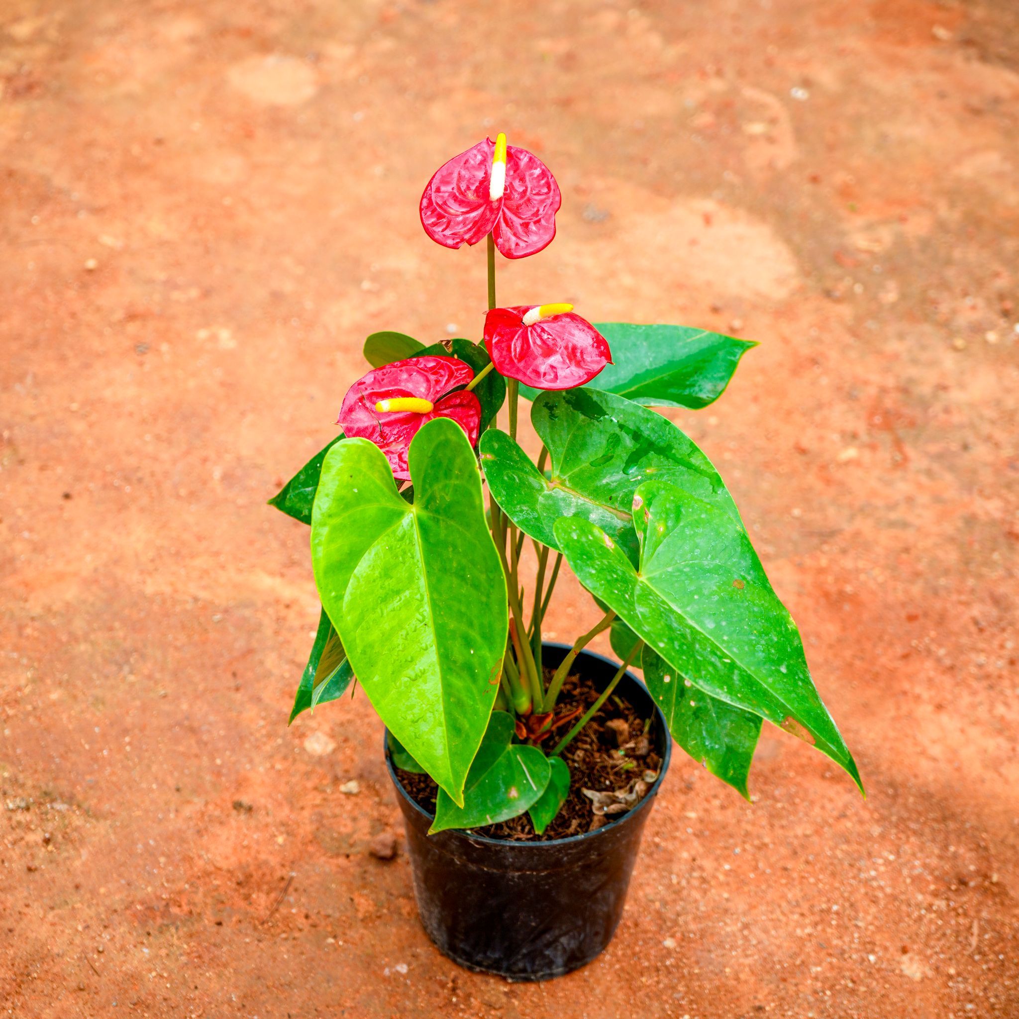 Anthurium Red in 5 Inch Nursery Pot