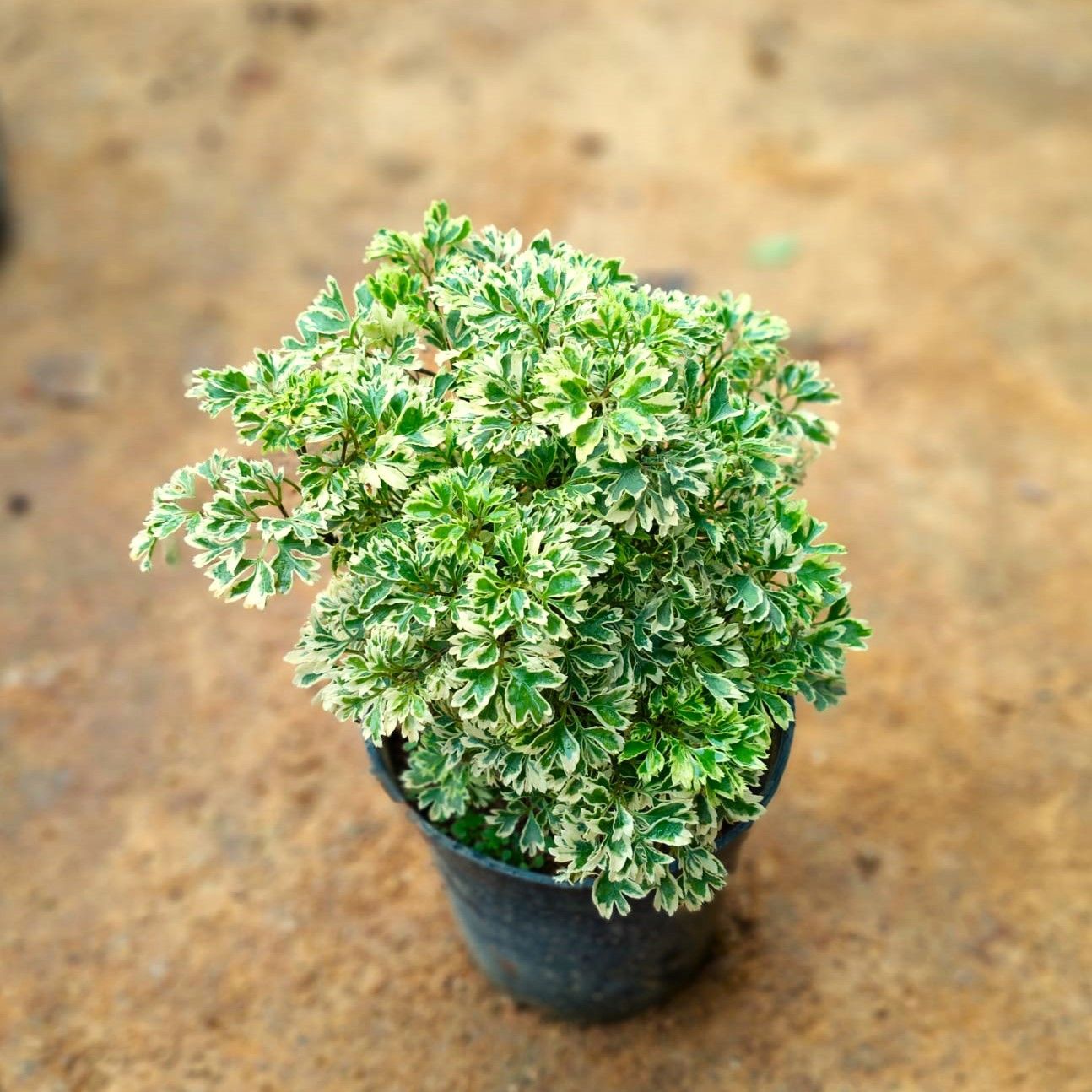 Aralia Green in 5 Inch Nursery Pot