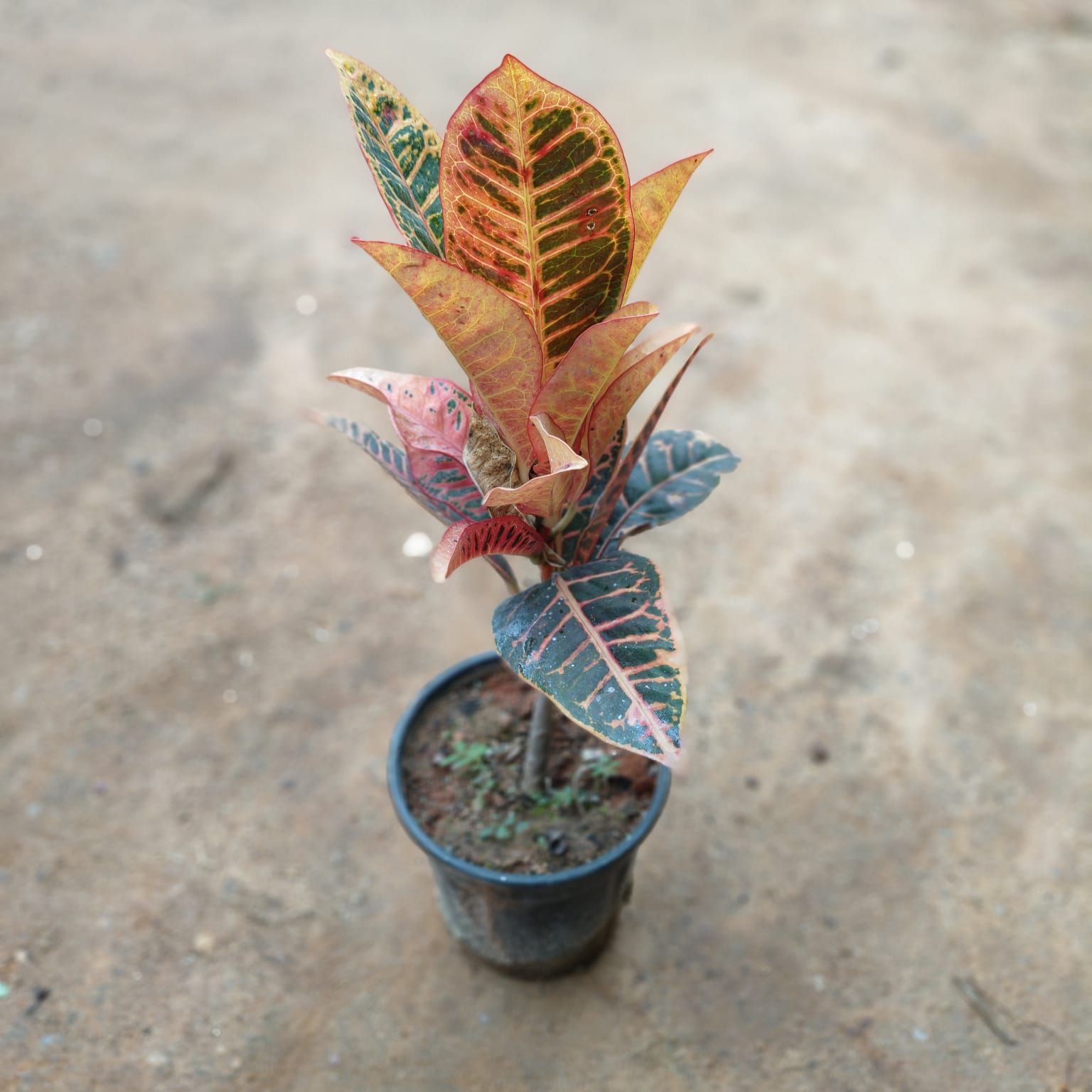Croton Petra in 5 Inch Nursery Pot