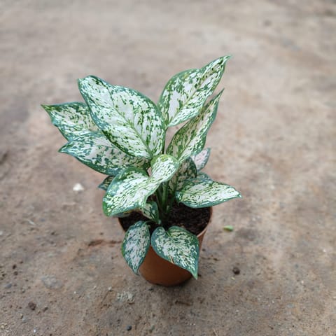 Aglaonema Snow White in 5 Inch Nursery Pot