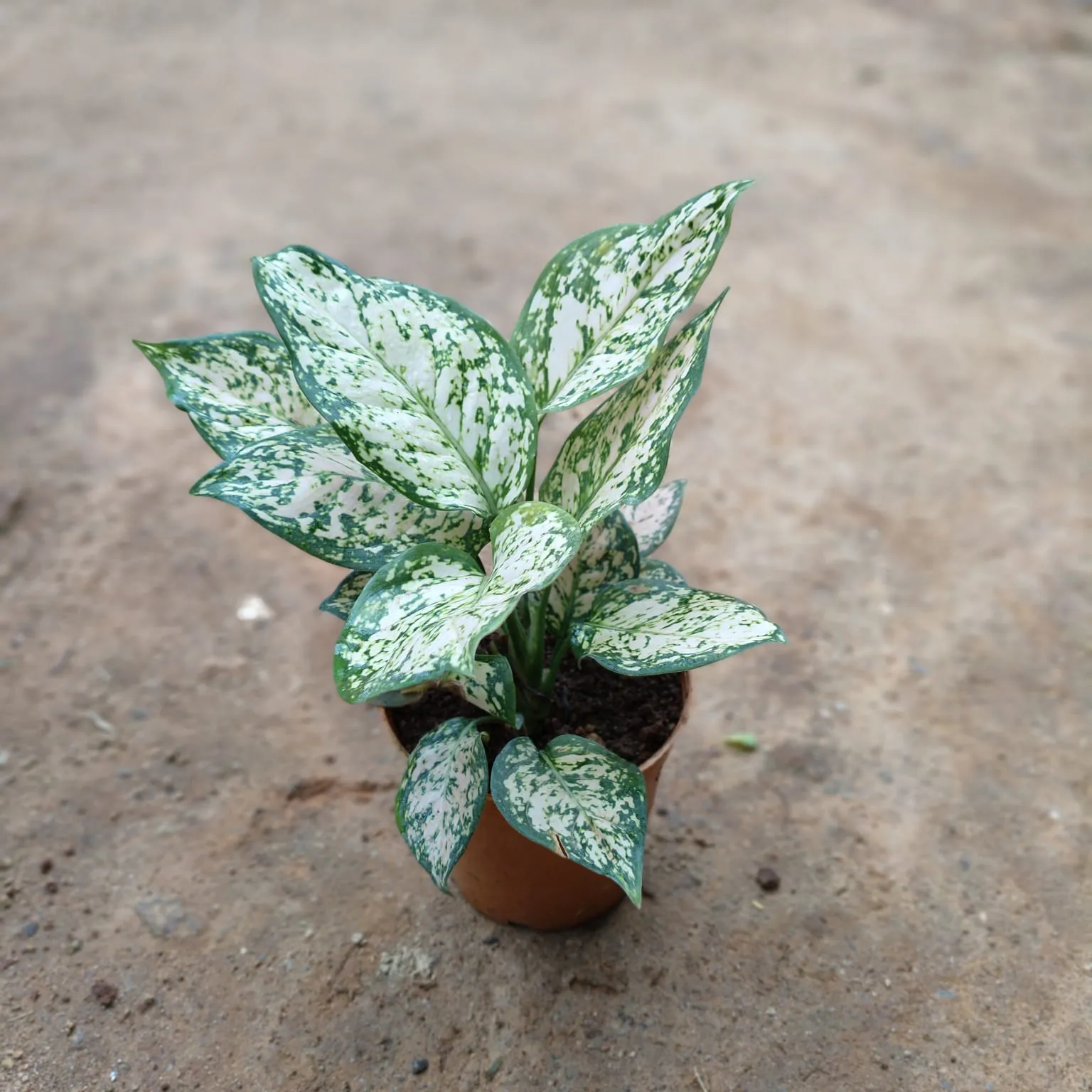 Aglaonema Snow White in 5 Inch Nursery Pot