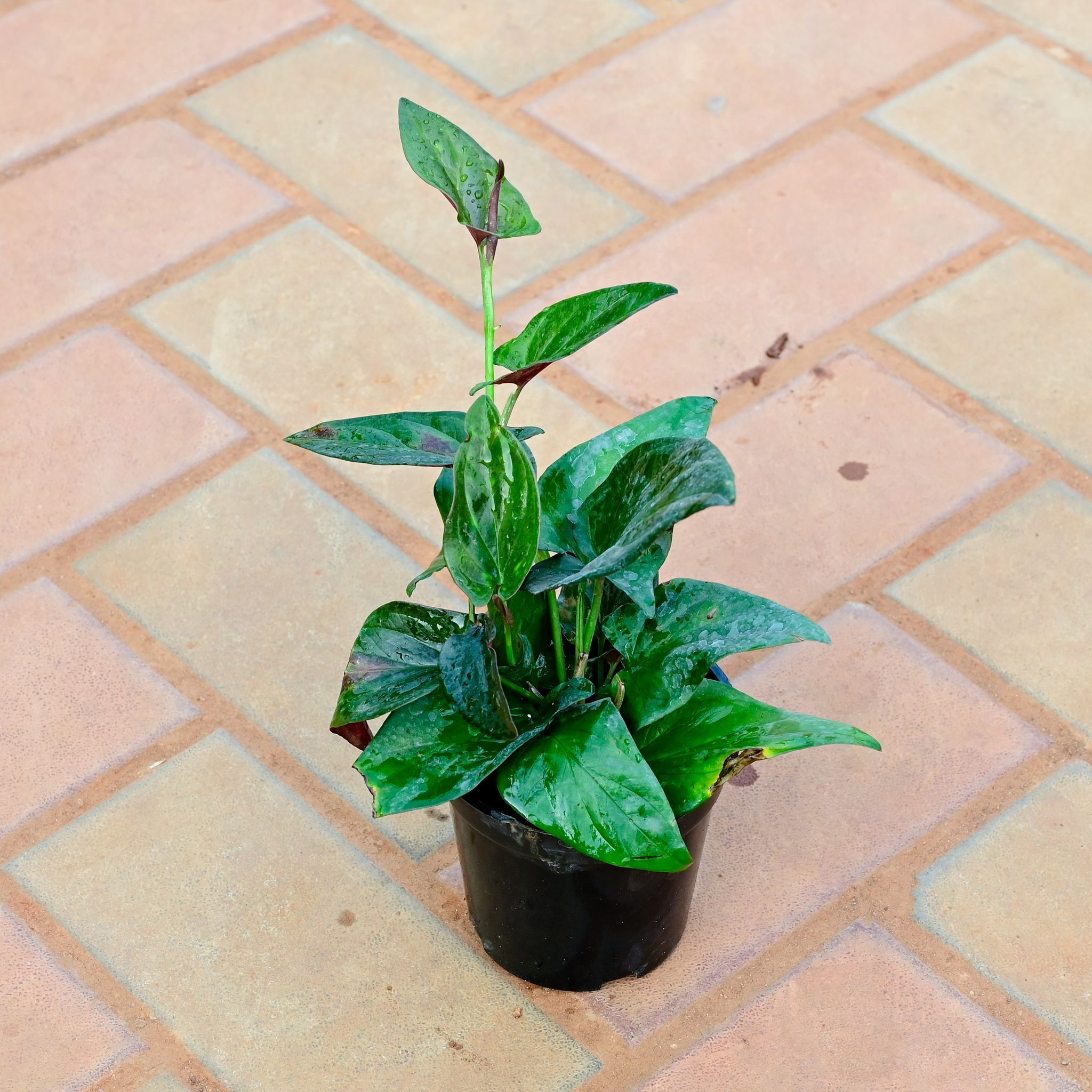 Money Plant Black in 4 Inch Nursery Pot