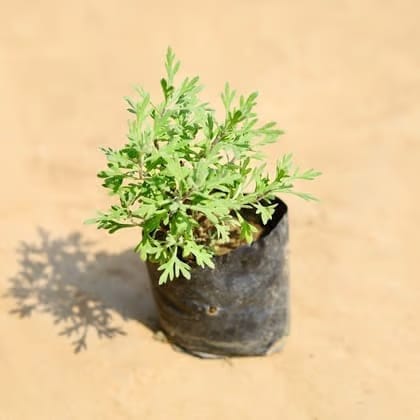 Lavender in 4 Inch Nursery Bag