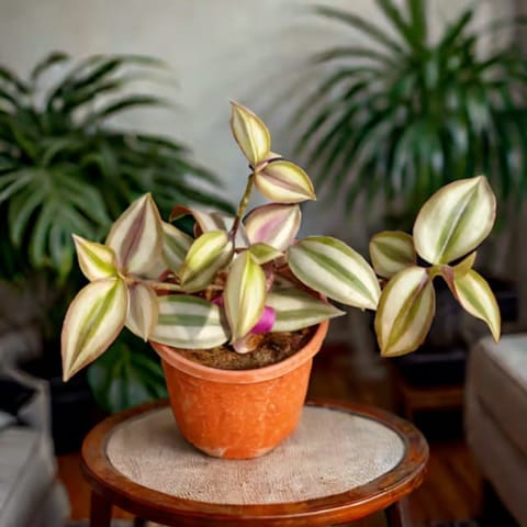 Wandering Jew in 4 Inch Nursery Pot