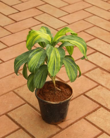 Dracaena Cordyline Green in 5 Inch Nursery Pot