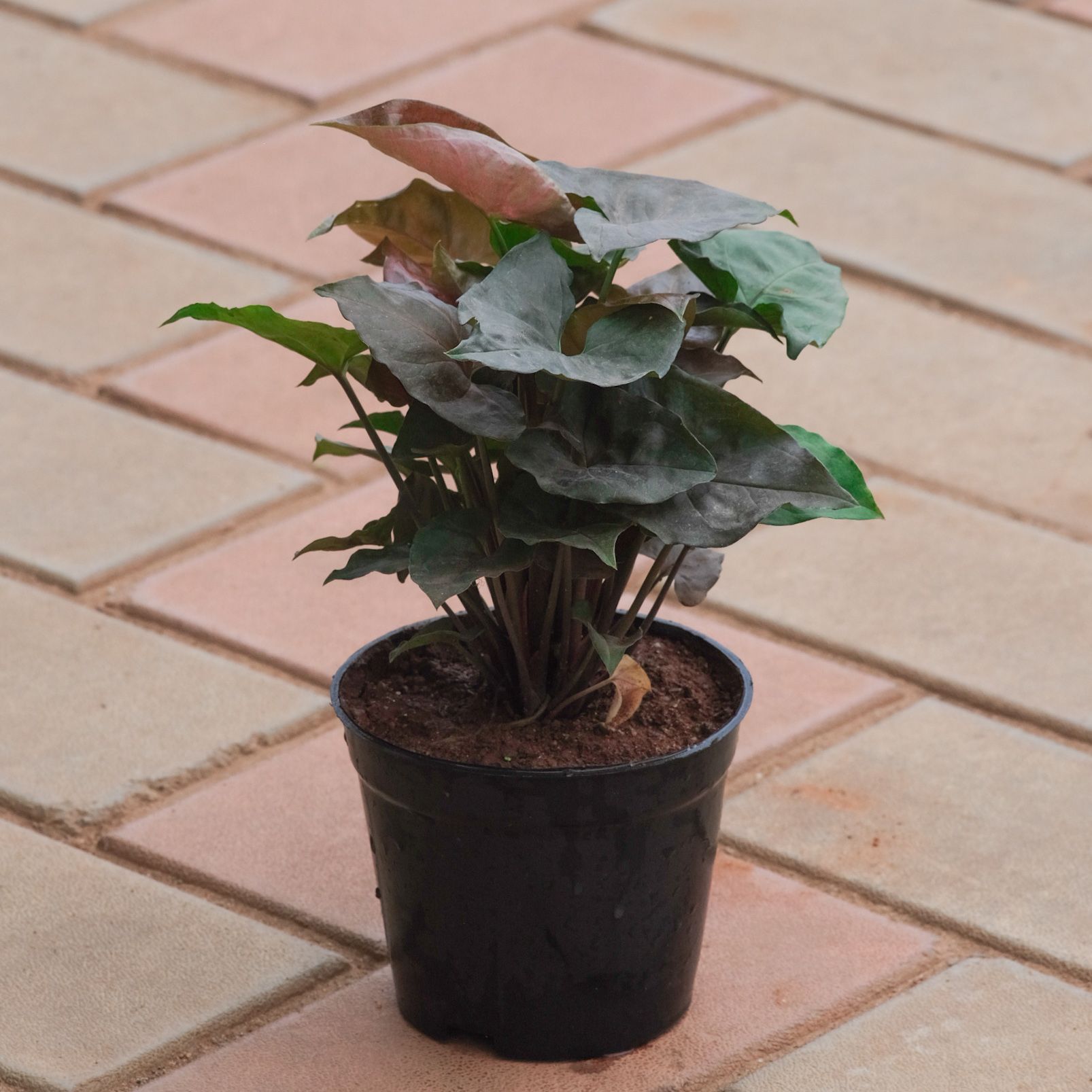 Syngonium Black in 4 Inch Nursery Pot