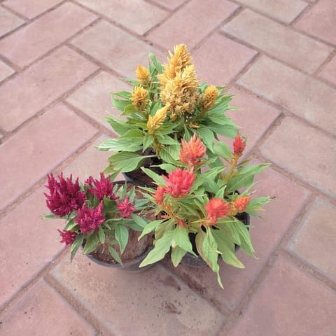 Set of 3 - Celosia / Cockscomb (any colour) in 4 Inch Live Plant Nursery Pot