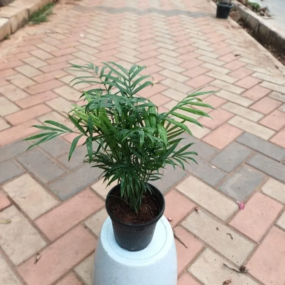 Chamaedorea Palm (~ 1 FT) in 4 Inch Nursery Pot