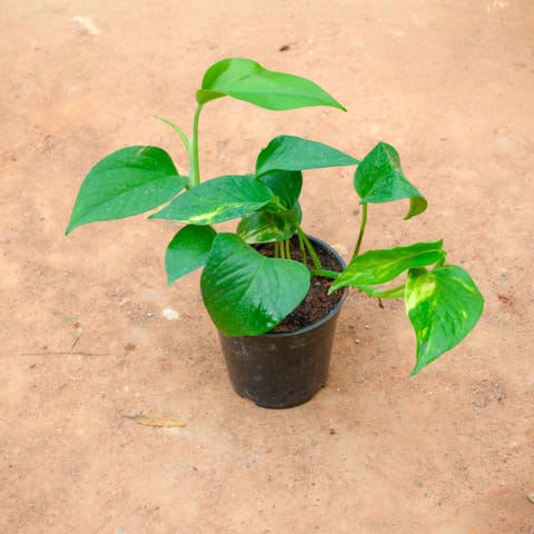 Money Plant Green in 4 Inch Nursery Pot