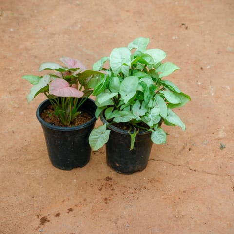 Set Of 2 - Syngonium Pink & White in 4 Inch Nursery Pot