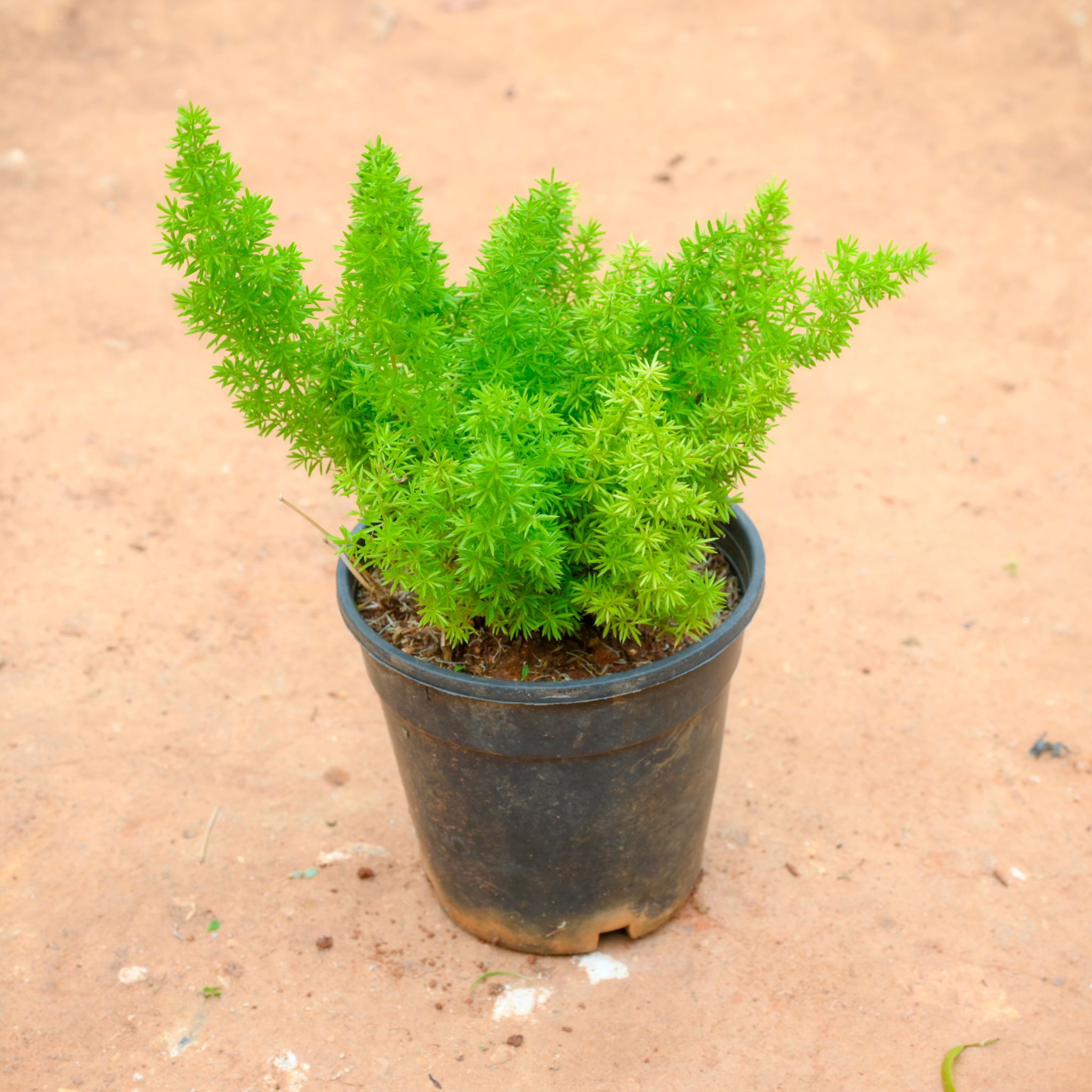 Asparagus Mary in 5 Inch Nursery Pot