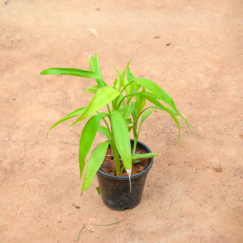 Soil Bamboo in 4 Inch Nursery Pot