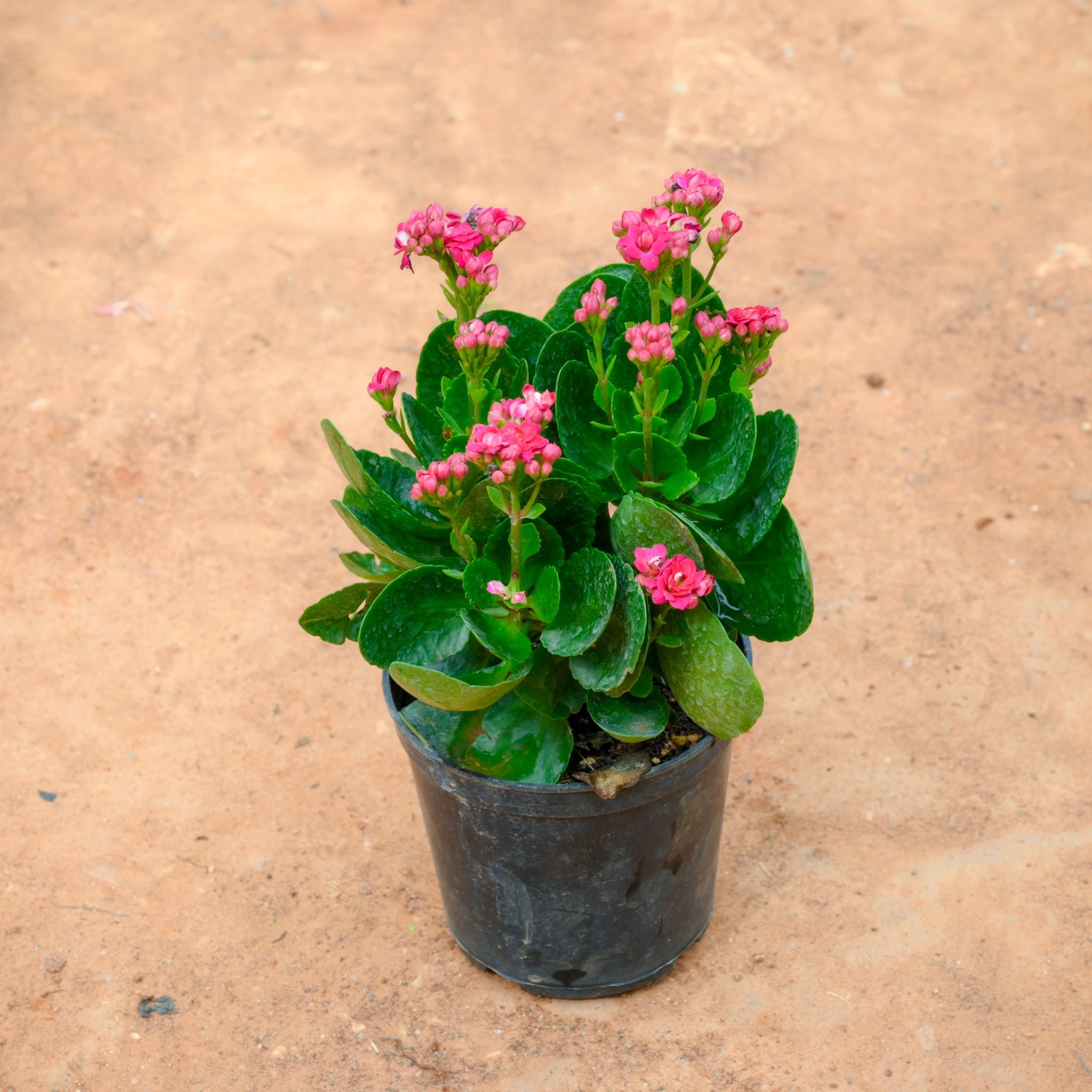 Kalanchoe Pink in 4 Inch Nursery Pot