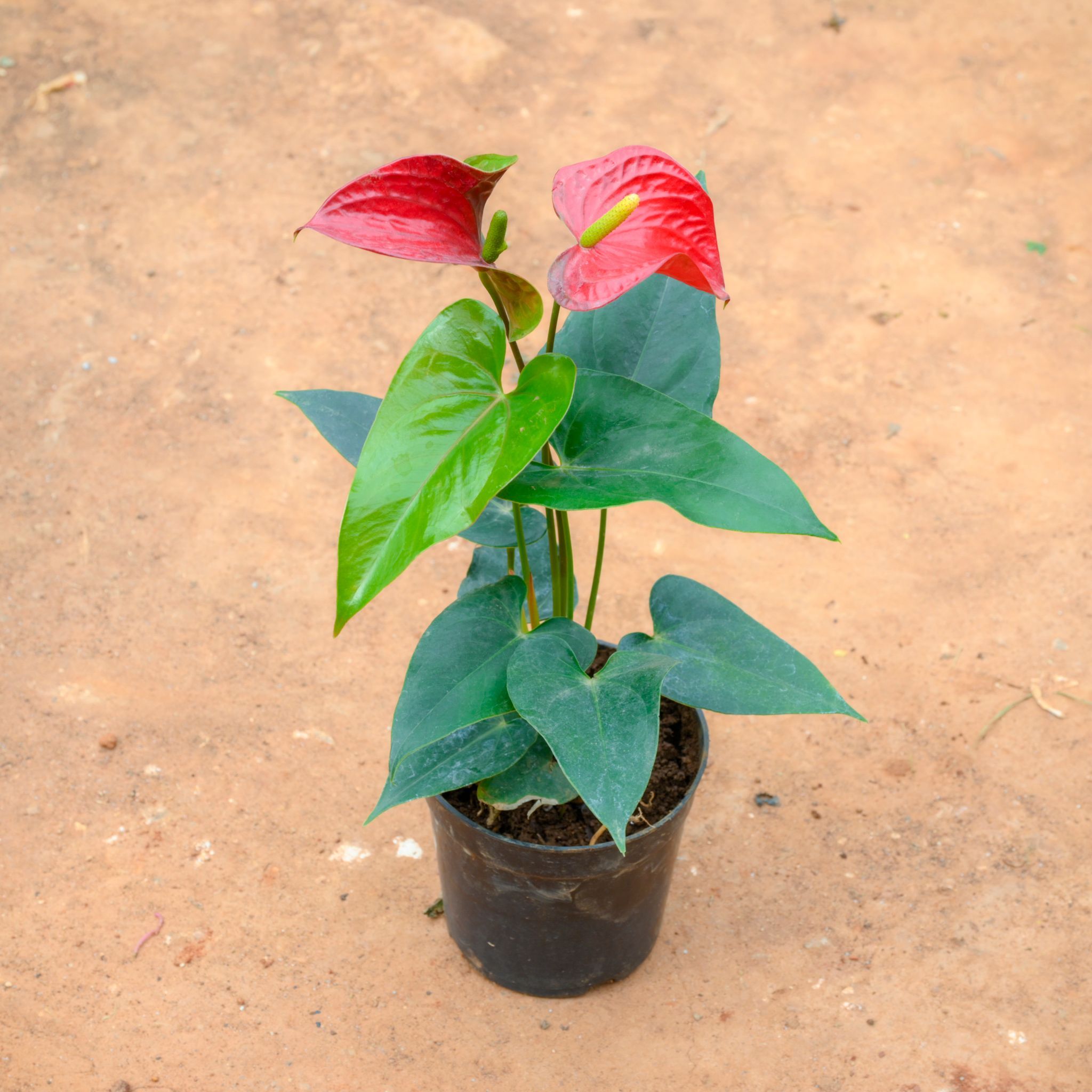 Anthurium Red in 5 Inch Nursery Pot