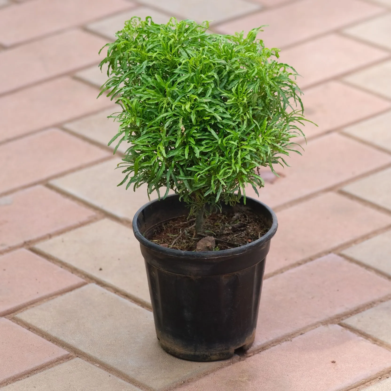 Aralia Green in 5 Inch Nursery Pot