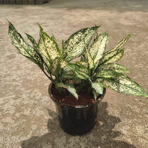 Aglaonema Snow White in 5 Inch Nursery Pot