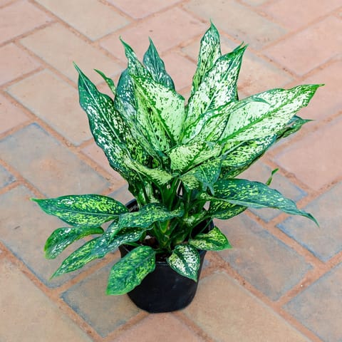 Aglaonema Snow White in 5 Inch Nursery Pot