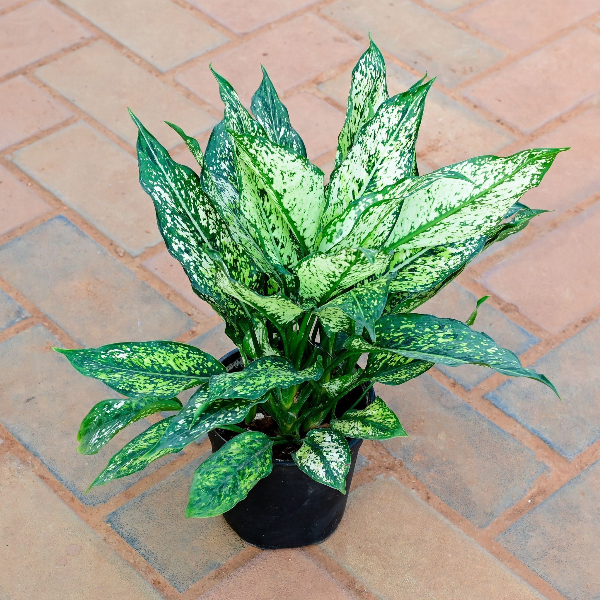 Aglaonema Snow White in 5 Inch Nursery Pot