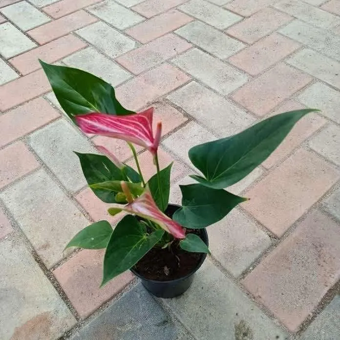 Anthurium pink in 5 Inch Nursery Pot